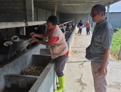 Dinas Pertanian Palu Periksa 460 Ekor Hewan Kurban di 11 Lokasi, Ini Hasilnya
