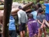 Pohon Tumbang Timpa Gazebo di Tinombo Sebabkan Seorang Tewas dan 2 Lainnya Luka