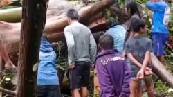 Pohon Tumbang Timpa Gazebo di Tinombo Sebabkan Seorang Tewas dan 2 Lainnya Luka
