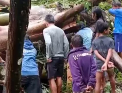 Pohon Tumbang Timpa Gazebo di Tinombo Sebabkan Seorang Tewas dan 2 Lainnya Luka