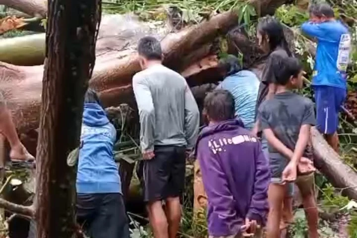 Pohon Tumbang Tinombo
