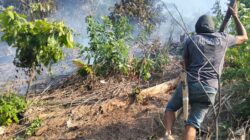 Kebakaran Lahan di Desa Santigi Hanguskan 250 Pohon Cokelat